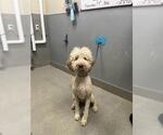 SIMBA - Male Poodle (Standard)-Unknown Mix Dog for Adoption - Small photo