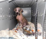 Small #14 Boxer Mix