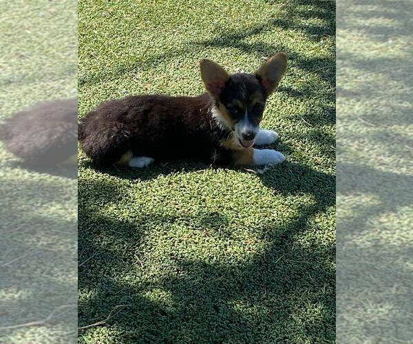 Medium Photo #5 Aussie-Corgi Puppy For Sale in BRIGGSDALE, CO, USA