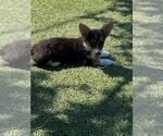 Small #4 Aussie-Corgi