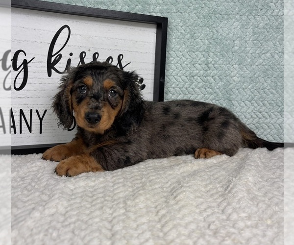 Medium Photo #4 Dachshund Puppy For Sale in FRANKLIN, IN, USA