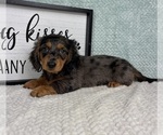 Small #3 Dachshund