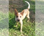 Small Photo #2 Australian Cattle Dog Puppy For Sale in SYLMAR, CA, USA
