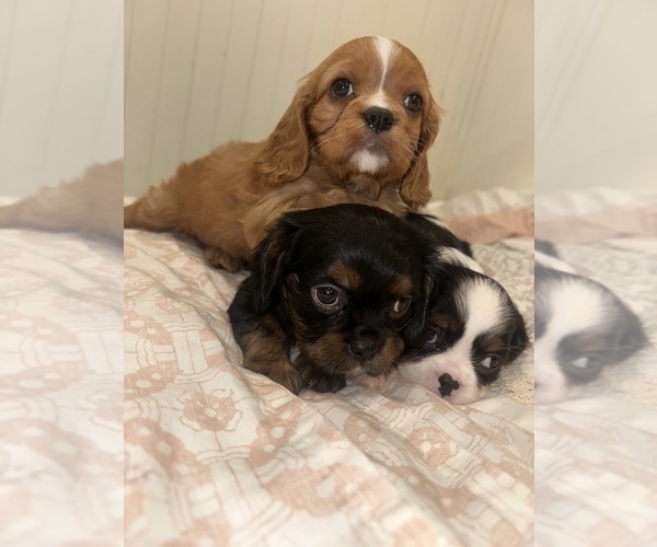 Medium Photo #2 Cavalier King Charles Spaniel Puppy For Sale in WAXAHACHIE, TX, USA