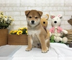 Small Photo #1 Shiba Inu Puppy For Sale in REDWOOD CITY, CA, USA
