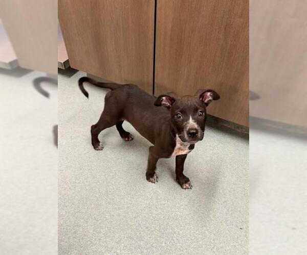 Medium Photo #1 Mutt Puppy For Sale in Baytown, TX, USA