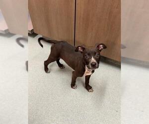 Mutt Dogs for adoption in Baytown, TX, USA