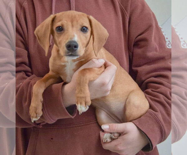 Medium Photo #2 Whipbeagle Puppy For Sale in Huntley, IL, USA