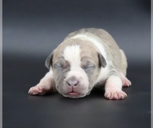 American Bully Puppy for sale in CHAMPAIGN, IL, USA