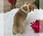 Small Photo #4 Pembroke Welsh Corgi Puppy For Sale in GAP, PA, USA