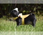 Scooby - Male Pug Puppy for Sale - Photo #7