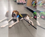 Small #3 Treeing Walker Coonhound