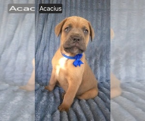 Cane Corso Puppy for sale in MINERAL WELLS, WV, USA