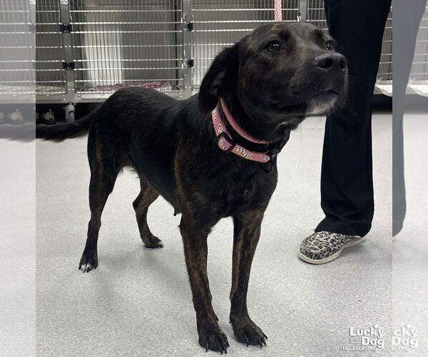 Medium Photo #2 Labrador Retriever-Unknown Mix Puppy For Sale in Washington, DC, USA