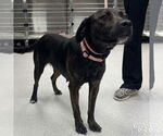 Small #1 Labrador Retriever Mix