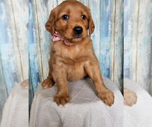 Golden Retriever Puppy for sale in NILES, MI, USA