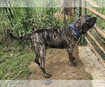 Small #1 Brazilian Mastiff