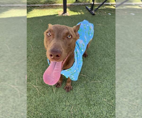 Medium Photo #2 American Pit Bull Terrier-German Shepherd Dog Mix Puppy For Sale in Downey, CA, USA