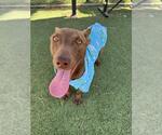 Small #1 American Pit Bull Terrier-German Shepherd Dog Mix