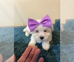 Small Photo #21 Maltese Puppy For Sale in PEMBROKE PINES, FL, USA
