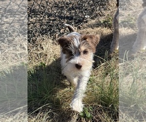 Medium Schnauzer (Miniature)