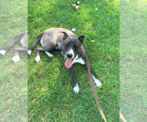 Selina - Female Labrador Retriever-Unknown Mix Dog for Adoption - Photo #4