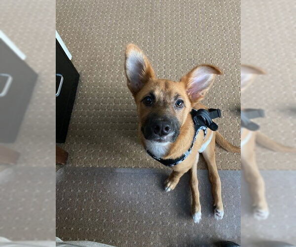 Medium Photo #3 Mutt Puppy For Sale in Plainfield, IL, USA