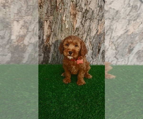 Medium Photo #1 Goldendoodle (Miniature) Puppy For Sale in INDIANAPOLIS, IN, USA