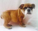 Small Photo #1 Bulldog Puppy For Sale in SUMMERVILLE, SC, USA