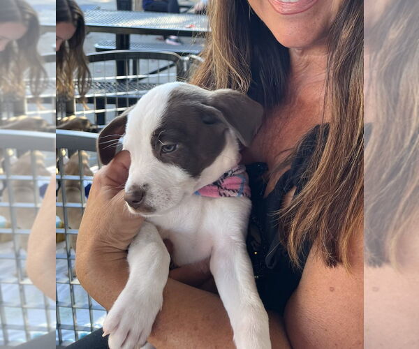 Medium Photo #7 Mutt Puppy For Sale in Mooresville, NC, USA