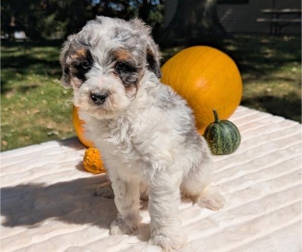 Medium Photo #66 Miniature Bernedoodle Puppy For Sale in GOSHEN, IN, USA