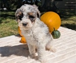 Small Photo #66 Miniature Bernedoodle Puppy For Sale in GOSHEN, IN, USA
