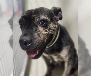 Staffordshire Bull Terrier Dogs for adoption in Bakersfield, CA, USA