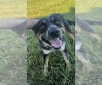 Small #1 Mutt