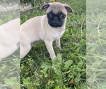 Small #1 Pug