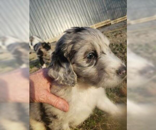 Medium Photo #5 Aussiedoodle Puppy For Sale in DOWELLTOWN, TN, USA