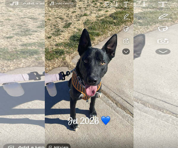 Medium Photo #2 Australian Kelpie-German Shepherd Dog Mix Puppy For Sale in Peralta, NM, USA