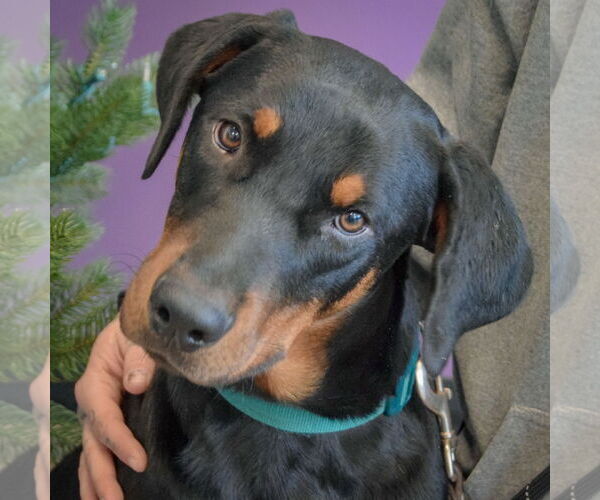 Medium Photo #5 Rotterman Puppy For Sale in Huntley, IL, USA