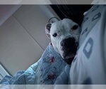 Small Photo #3 Bullboxer Pit Puppy For Sale in Holly Springs, NC, USA