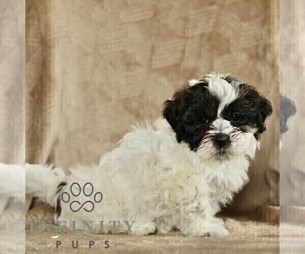 Medium Photo #3 ShihPoo Puppy For Sale in GORDONVILLE, PA, USA