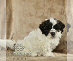 Small #2 ShihPoo