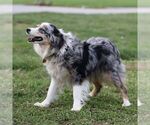 Small Photo #1 Australian Shepherd Puppy For Sale in NEW PROVIDENCE, PA, USA