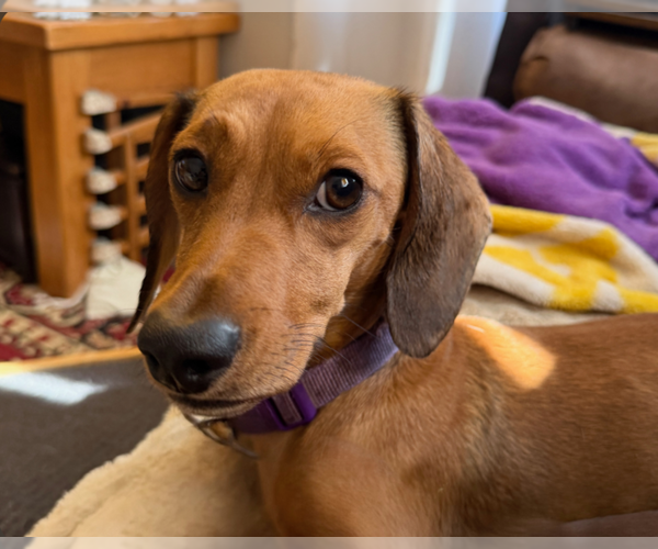 Medium Photo #3 Dachshund Puppy For Sale in Sioux Falls, SD, USA