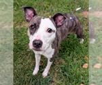 Small American Pit Bull Terrier