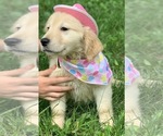 Small Photo #4 Golden Retriever Puppy For Sale in MORGANTOWN, IN, USA