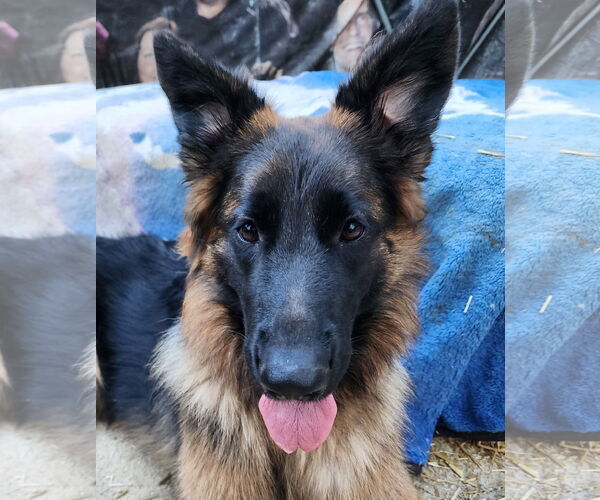 Medium Photo #1 German Shepherd Dog Puppy For Sale in Lafayette, CA, USA