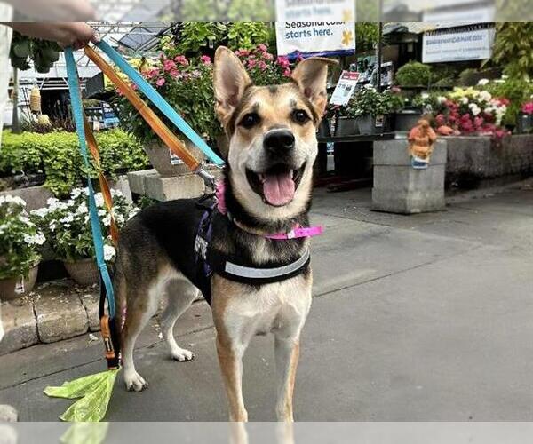Medium Photo #2 German Shepherd Dog-Unknown Mix Puppy For Sale in Las Vegas, NV, USA