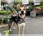 Small #1 German Shepherd Dog Mix