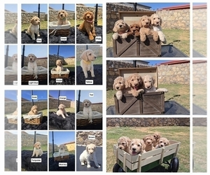 Labradoodle Litter for sale in EL PASO, TX, USA