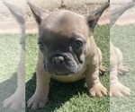 Small Photo #3 French Bulldog Puppy For Sale in SURPRISE, AZ, USA
